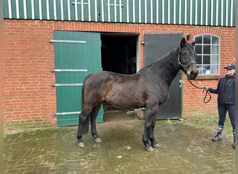 Koń holsztyński, Klacz, 22 lat, 170 cm, Ciemnogniada