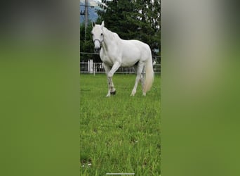 Koń holsztyński, Klacz, 22 lat, 180 cm, Siwa