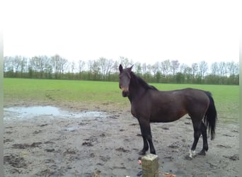 Koń holsztyński, Klacz, 23 lat, 169 cm, Ciemnogniada