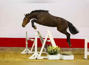 Koń holsztyński, Klacz, 2 lat, 156 cm, Gniada