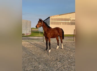 Koń holsztyński, Klacz, 2 lat, 162 cm, Gniada