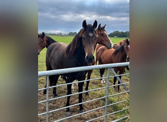 Koń holsztyński, Klacz, 2 lat, 164 cm, Ciemnogniada