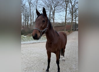 Koń holsztyński, Klacz, 3 lat, 160 cm, Gniada