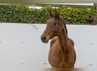 Koń holsztyński, Klacz, 3 lat, 160 cm, Gniada