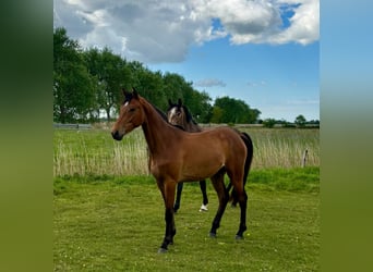 Koń holsztyński, Klacz, 3 lat, 160 cm, Jasnogniada
