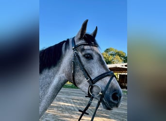 Koń holsztyński, Klacz, 3 lat, 160 cm, Siwa