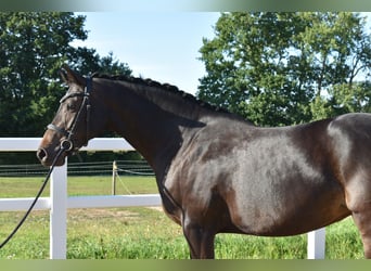 Koń holsztyński, Klacz, 3 lat, 160 cm, Skarogniada