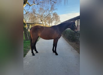 Koń holsztyński, Klacz, 3 lat, 162 cm, Gniada