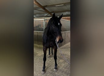 Koń holsztyński, Klacz, 3 lat, 162 cm, Skarogniada