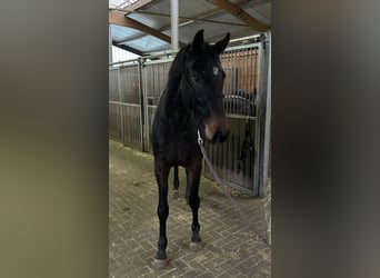 Koń holsztyński, Klacz, 3 lat, 162 cm, Skarogniada