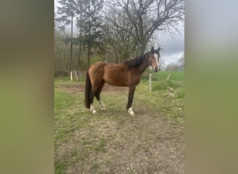 Koń holsztyński, Klacz, 3 lat, 165 cm, Gniada