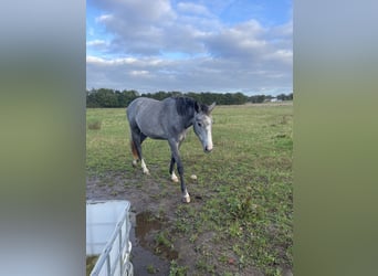 Koń holsztyński, Klacz, 3 lat, 165 cm, Może być siwy