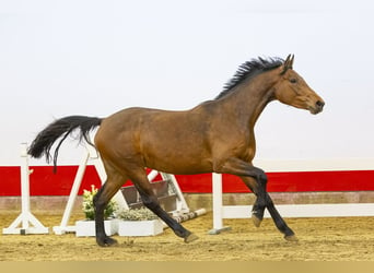 Koń holsztyński, Klacz, 3 lat, 166 cm, Gniada