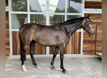 Koń holsztyński, Klacz, 3 lat, 167 cm, Karosiwa