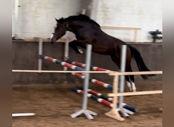 Koń holsztyński, Klacz, 3 lat, 168 cm, Gniada