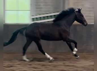 Koń holsztyński, Klacz, 3 lat, 168 cm, Gniada
