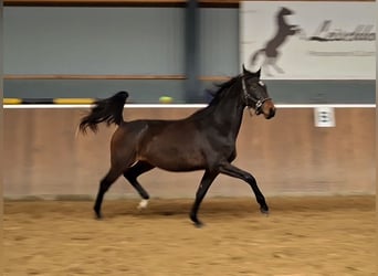 Koń holsztyński, Klacz, 3 lat, 169 cm, Ciemnogniada