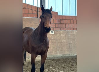 Koń holsztyński, Klacz, 3 lat, 169 cm, Gniada
