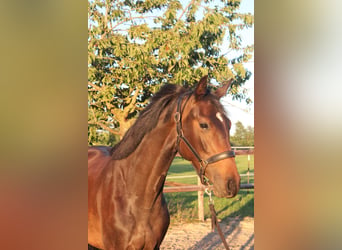 Koń holsztyński, Klacz, 3 lat, 169 cm, Skarogniada