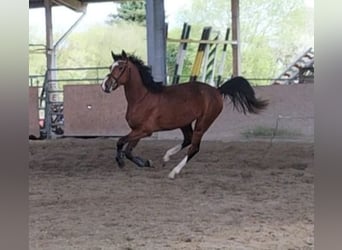 Koń holsztyński, Klacz, 3 lat, 171 cm, Gniada