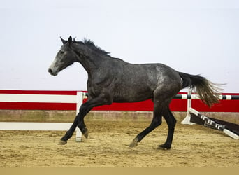 Koń holsztyński, Klacz, 3 lat, 171 cm, Siwa