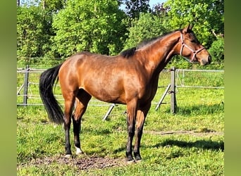 Koń holsztyński, Klacz, 3 lat, 176 cm, Gniada