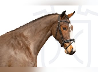 Koń holsztyński, Klacz, 3 lat, Gniada