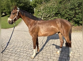 Koń holsztyński, Klacz, 4 lat, 155 cm, Kasztanowata