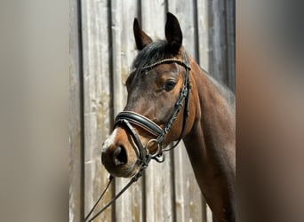 Koń holsztyński, Klacz, 4 lat, 160 cm, Gniada