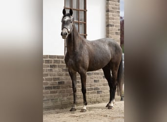 Koń holsztyński, Klacz, 4 lat, 160 cm, Siwa