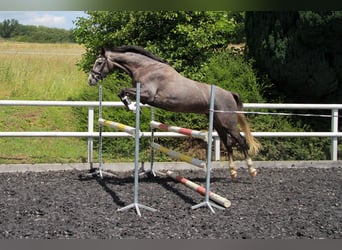 Koń holsztyński, Klacz, 4 lat, 162 cm, Siwa
