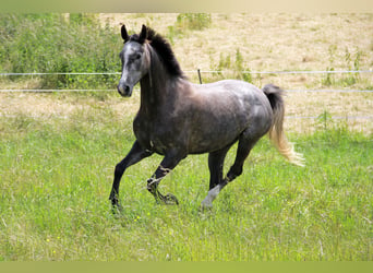 Koń holsztyński, Klacz, 4 lat, 162 cm, Siwa