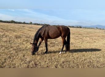 Koń holsztyński, Klacz, 4 lat, 163 cm, Gniada