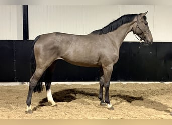 Koń holsztyński, Klacz, 4 lat, 164 cm, Ciemnogniada