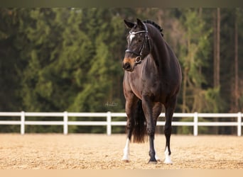Koń holsztyński, Klacz, 4 lat, 164 cm, Skarogniada