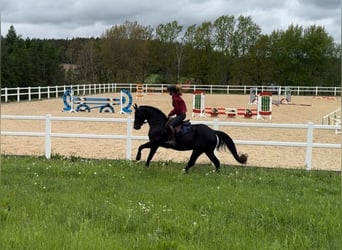 Koń holsztyński, Klacz, 4 lat, 164 cm, Skarogniada