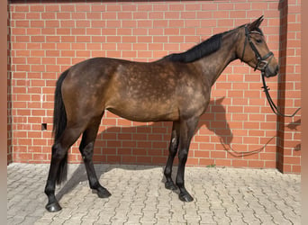 Koń holsztyński, Klacz, 4 lat, 165 cm, Gniada
