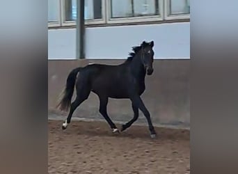Koń holsztyński, Klacz, 4 lat, 165 cm, Skarogniada