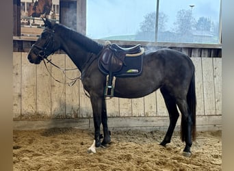 Koń holsztyński, Klacz, 4 lat, 165 cm, Skarogniada