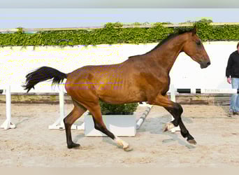 Koń holsztyński, Klacz, 4 lat, 166 cm, Gniada