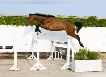 Koń holsztyński, Klacz, 4 lat, 166 cm, Gniada