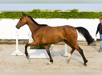 Koń holsztyński, Klacz, 4 lat, 166 cm, Gniada
