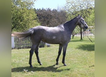Koń holsztyński, Klacz, 4 lat, 167 cm, Siwa