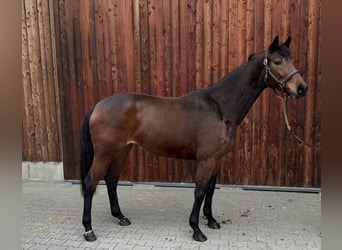 Koń holsztyński, Klacz, 4 lat, 168 cm, Gniada