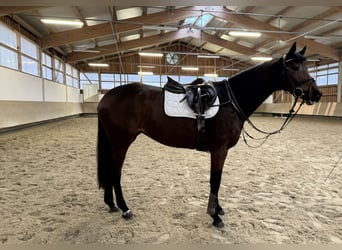 Koń holsztyński, Klacz, 4 lat, 168 cm, Gniada