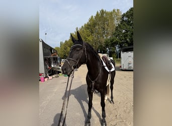 Koń holsztyński, Klacz, 4 lat, 169 cm, Kara