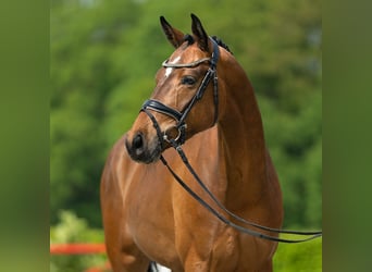 Koń holsztyński, Klacz, 4 lat, 170 cm, Gniada