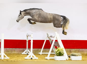 Koń holsztyński, Klacz, 4 lat, 170 cm, Siwa