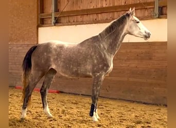 Koń holsztyński, Klacz, 4 lat, 174 cm, Siwa