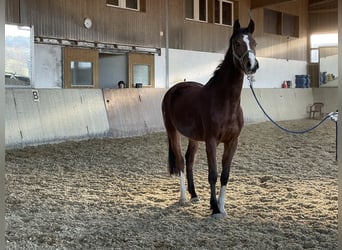Koń holsztyński, Klacz, 5 lat, 160 cm, Gniada